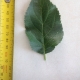 Leaf of the Dwarf Apple Pink Lady