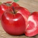 Close up of the Apple RedLove Dwarf Tree