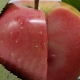 Close up a redlove apple grown in Kyogle NSW Australia which has a subtropical climate
