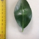 Leaf of the Dwarf Calamondin