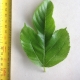 Leaf of the Dwarf Mulberry Red Shahtoot