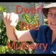 Dwarf Red Mulberry Grown Espallier Time lapse