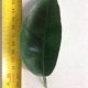 Leaf of the Dwarf Orange Hamlin