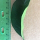 Leaf of the Dwarf Orange Navelina