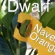 Dwarf Orange Tree Navelina Bud Grafted from Flying Dragon rootstock