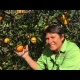 Youtube Dwarf Orange Tree Big Crop Navelina Fruit Tree