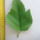 Leaf of the Fig Brown Turkey