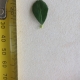 Leaf of the Finger Lime Jali Red