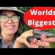 YouTube: Jali Red is this the worlds biggest finger lime variety