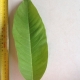 Leaf of the Golden Champaca