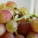 Pink Grapes