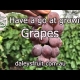 Have a go at growing grapes YouTube Video