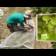 YouTube Protecting a Pink Iona grape harvest using exclusion netting