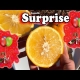 Grapefruit Fruit Tree Honneffs Surprise Youtube Video You will be intriqued with this grapefruit because of the taste.