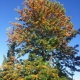silky oak