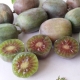 Hardy Kiwi Red Female Vines/Fruit Tree (Actinidia arguta)