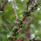 Fruit set and beginning stages of ripening for the Jaboticaba fruit very close to the trunk