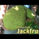 Seedling Jackfruit Video