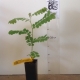 Cassia Java shower  For Sale (Size: Small)  (Grown from Seed)