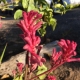 Closeup of the flower of the bush pearl kangaroo paw