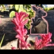 Youtube showing how the Kangaroo Paw Bush Pearl can be a beautiful addition to a Herb Garden By DaleysFruit.com.au [All Rights Reserved]