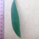 Leaf of the Kauri Pine Qld