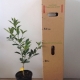 Kumquat - Meiwa For Sale (Size: Large)  (Grafted)