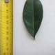 Leaf of the Kumquat Meiwa