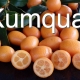 Growing Instructions for Kumquat Nagami