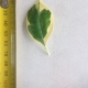 Leaf of the Kumquat Variegated