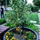 Variegated Kumquat Trees are the perfect pot display due to looking great even when they are not fruiting