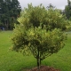 Shows the variegated kumquat tree being grown in the ground