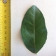 Leaf of the Lemon Eureka
