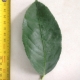Leaf of the Lemon Lisbon
