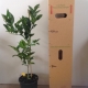 Lemon - Meyer For Sale (Size: Large)  (Grafted)