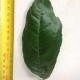 Leaf of the Lemon Meyer
