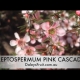 Pink Cascade the colourful pink ground cover plant for Australia