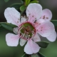 Pink Cascade Leptosernum closeup of the flower