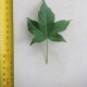 Leaf of the Liquidambar