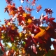 Liquidamber