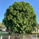Liquidambar styraciflua late spring. Excellent shade tree. Kyogle
