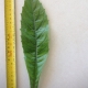 Leaf of the Loquat Bessell Brown