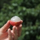Lychee just picked and half the skin taken off to show the translucent flesh