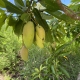 Ripening banana mangoes cropping close to the ground on a well developed mango tree
