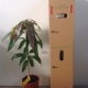 Mango - R2E2 Seedling For Sale (Size: Large)  (Grown from Seed)