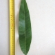 Leaf of the Mango R2E2 Seedling
