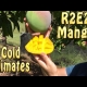 R2E2 Mango Trees in Australia are great for cold climates