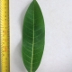 Buy Royal Red Grafted Mango Trees in Australia (Mangifera indica)