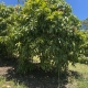 Buy Royal Red Grafted Mango Trees in Australia (Mangifera indica)