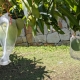 Example of protecting mangoes from fruit fly in Yeronga QLD Australia
